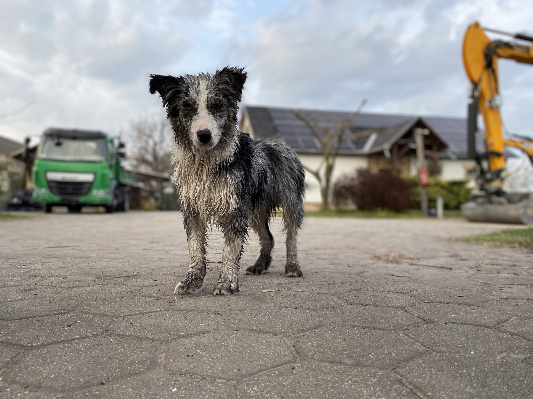 Kutyás terepszemle saját gépeink és járműveink mellett